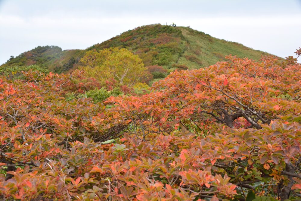 越後駒ヶ岳山頂部の紅葉