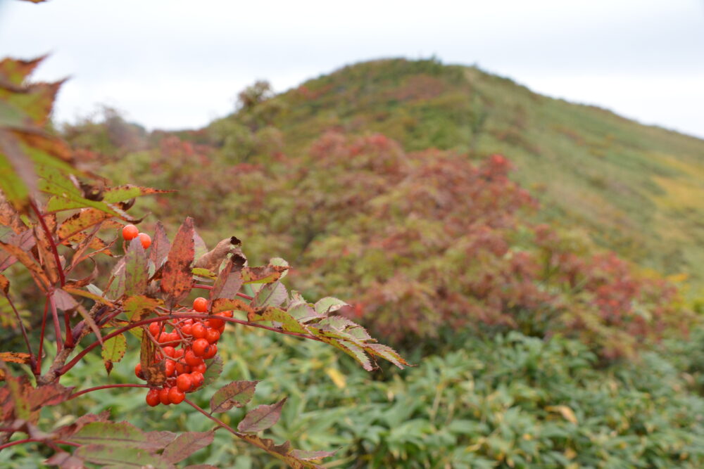 越後駒ヶ岳山頂部の紅葉とナナカマド