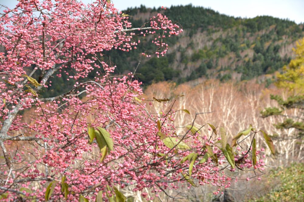 四阿山に咲く山桜