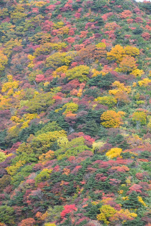 安達太良山の紅葉