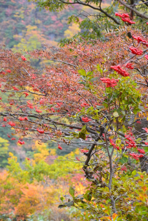 安達太良山の紅葉