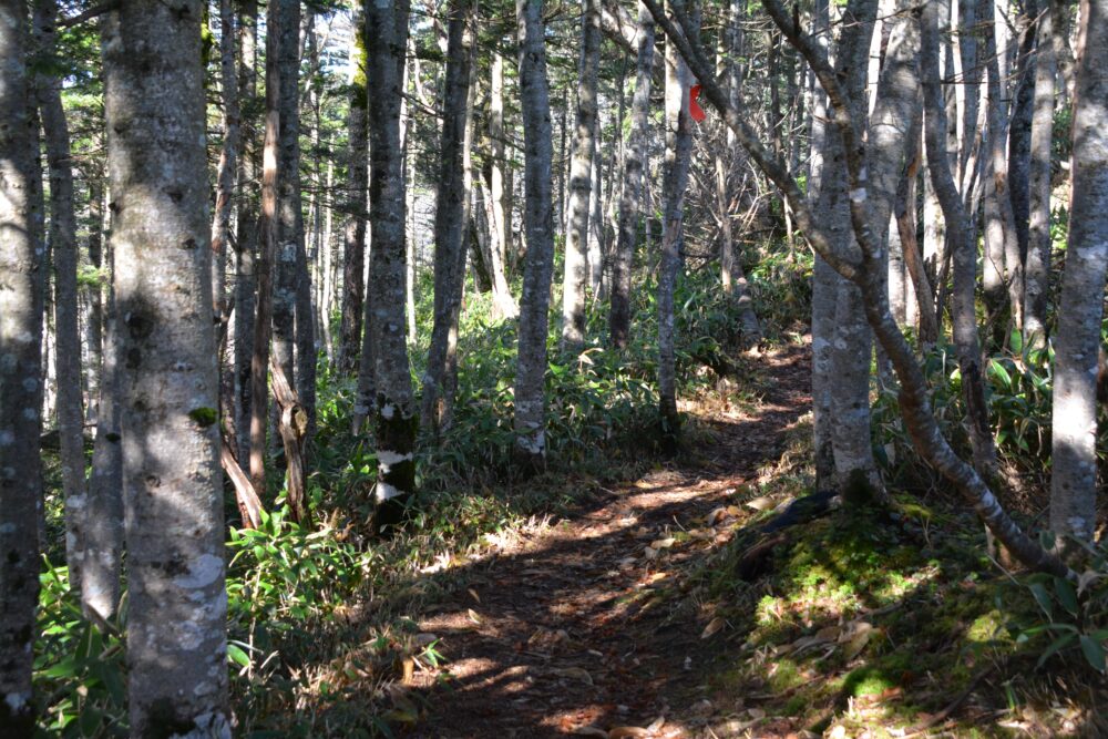 四阿山の登山道