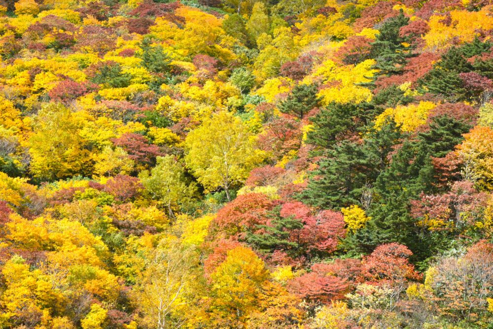 安達太良山の紅葉