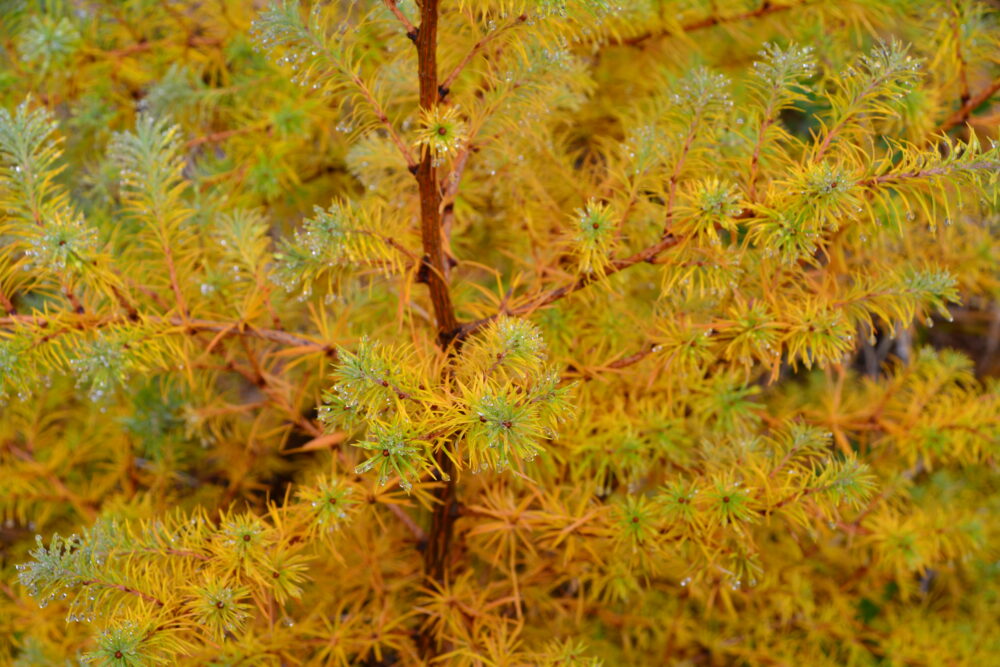 四阿山の紅葉（黄葉）