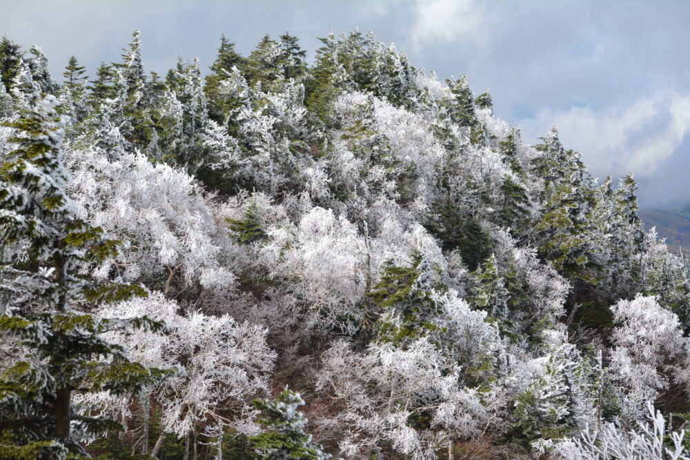 四阿山の霧氷