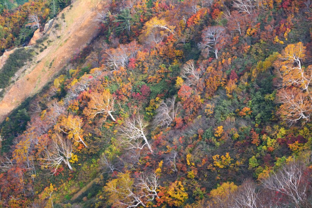 雨飾山の紅葉