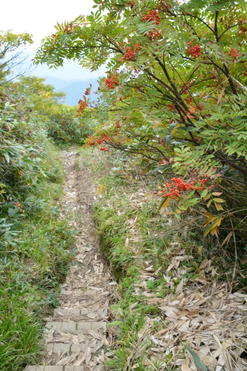 越後駒ヶ岳の登山道