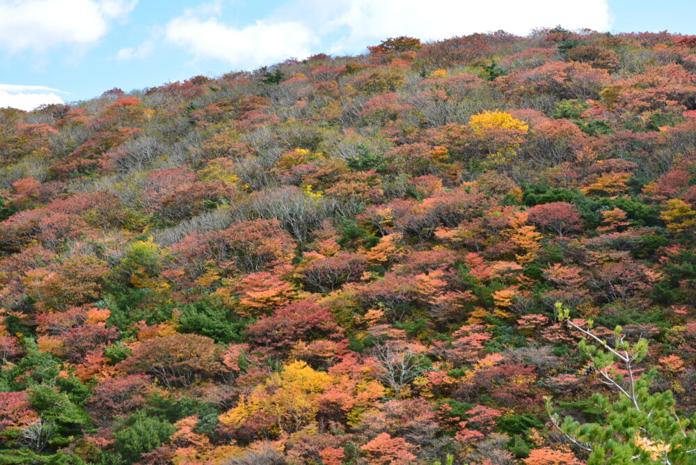 安達太良山の紅葉