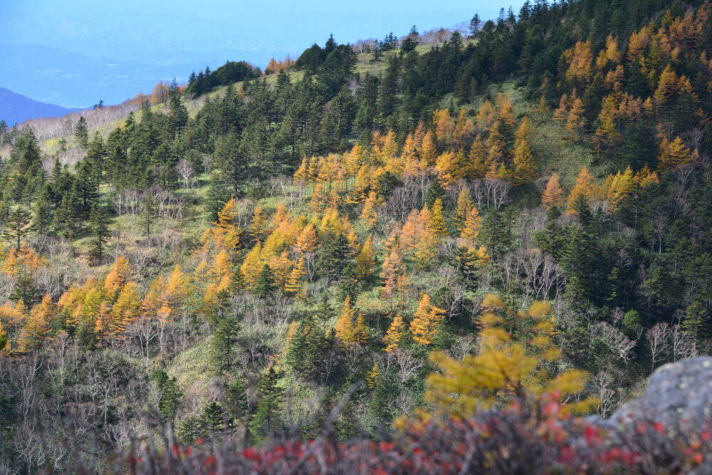 四阿山の紅葉（黄葉）