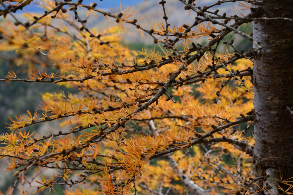 四阿山の紅葉（黄葉）