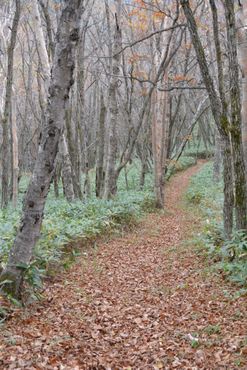 四阿山の登山道