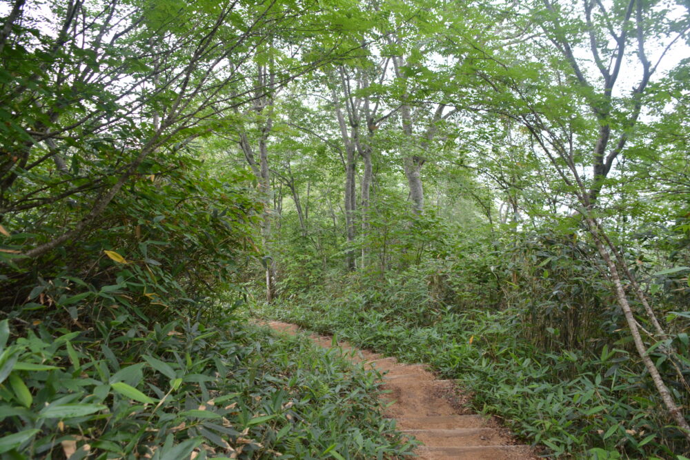 遠見尾根の登山道