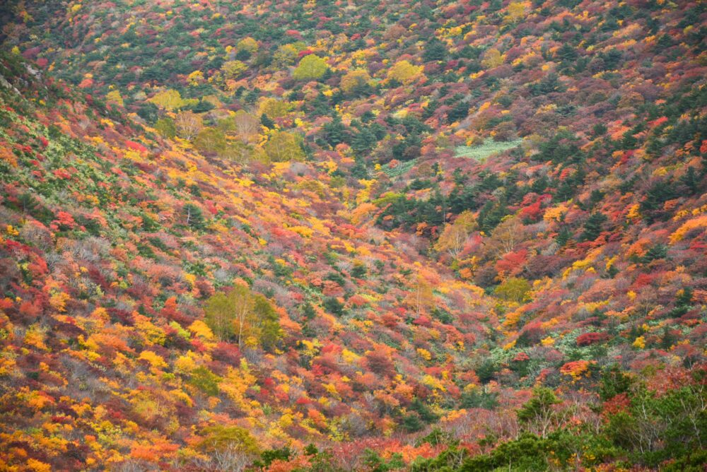 安達太良山の紅葉