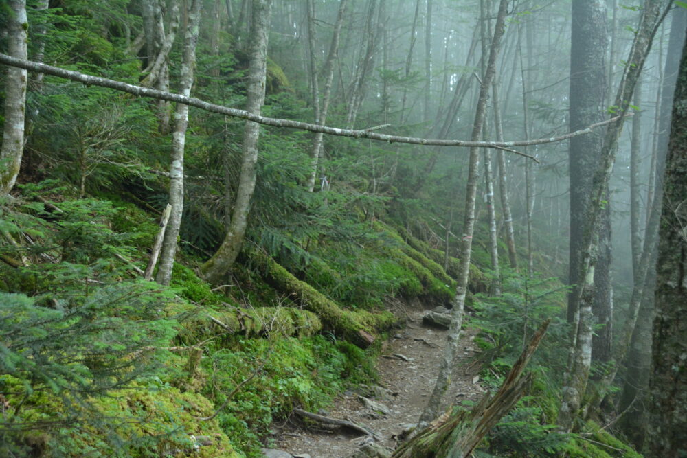 塩見岳の苔むす登山道