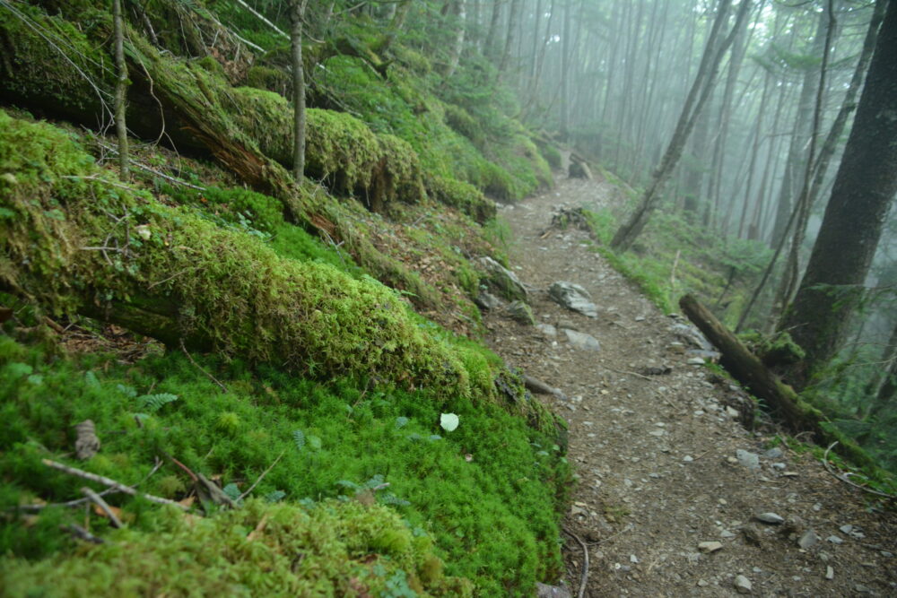 塩見岳の苔むす登山道