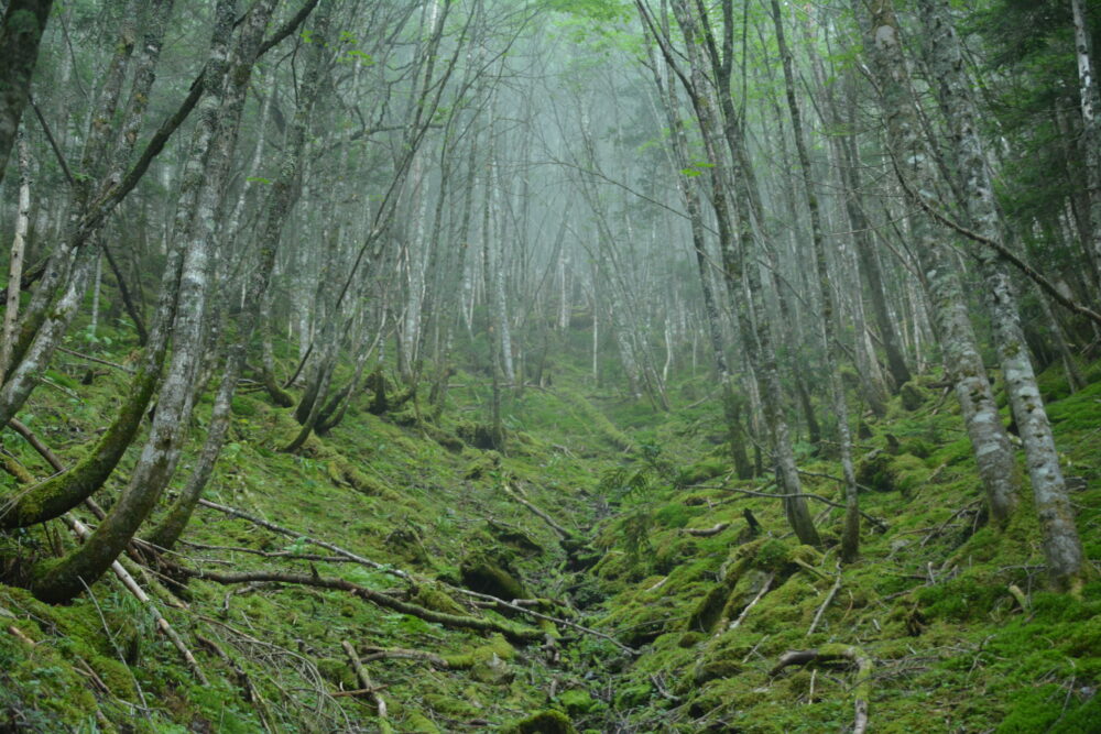 塩見岳の苔むす登山道