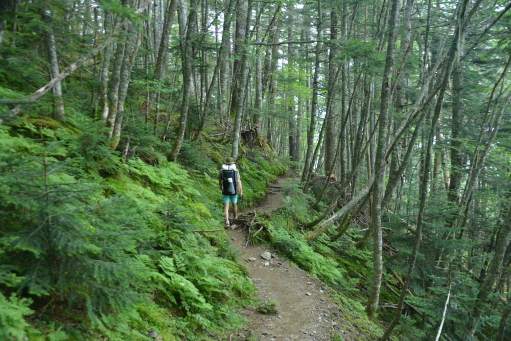 塩見岳の苔むす登山道