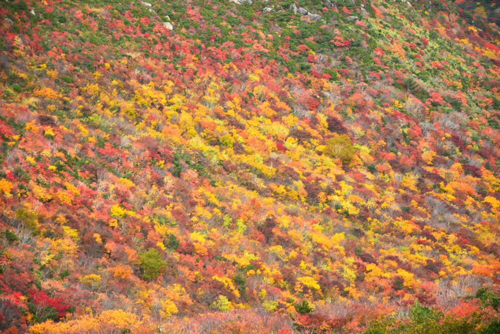 安達太良山の紅葉