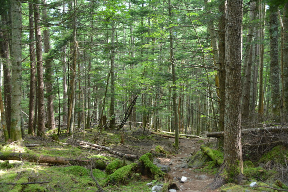 塩見岳の苔むす登山道