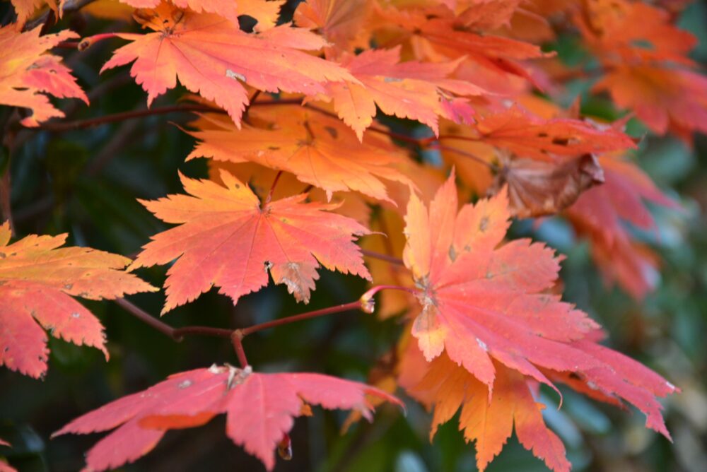 安達太良山の紅葉