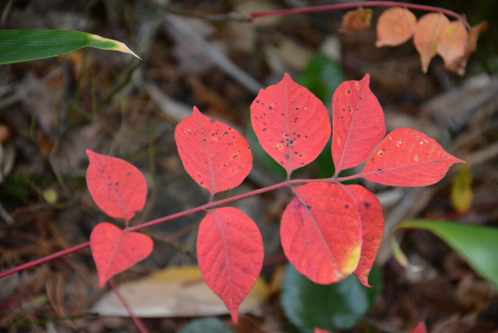 安達太良山の紅葉