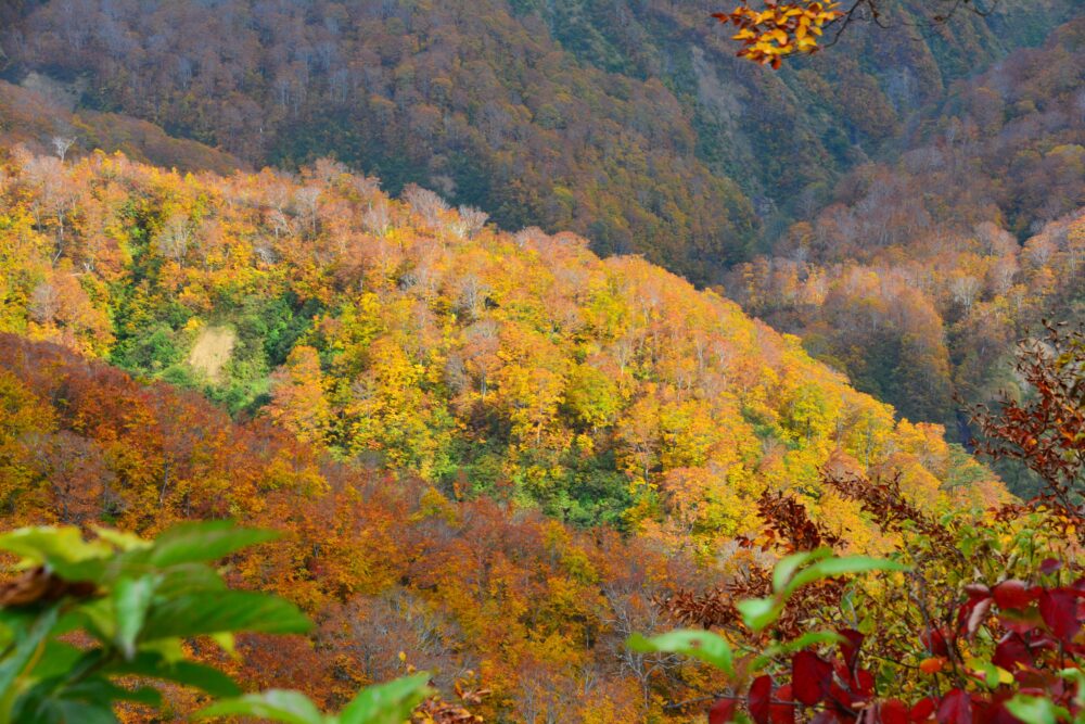 雨飾山の紅葉