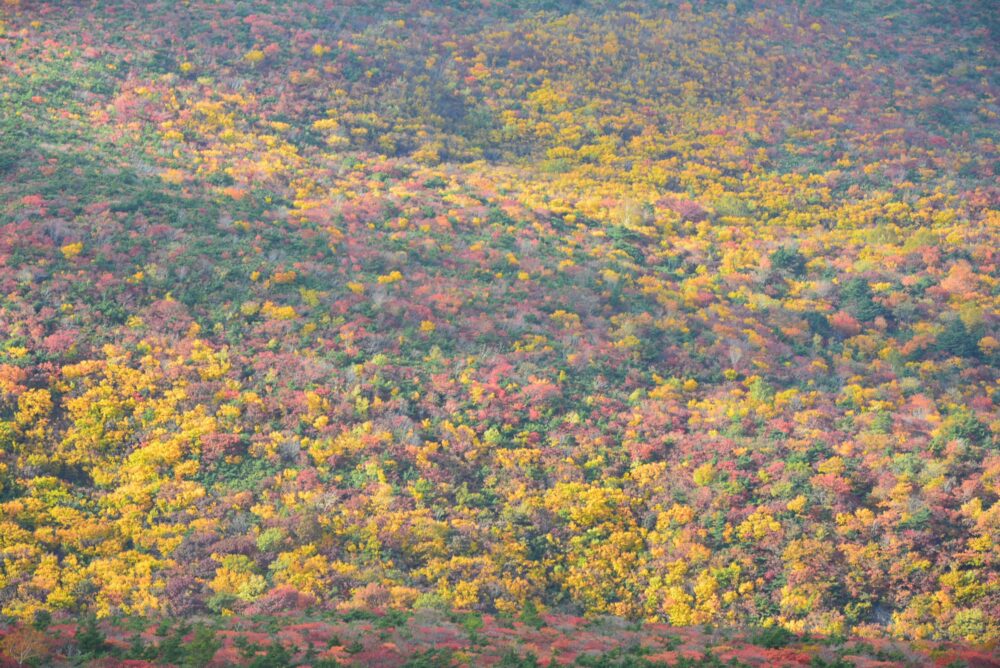 安達太良山の紅葉