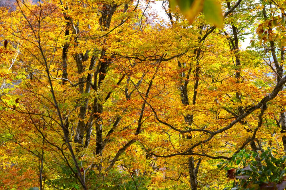 雨飾山のブナ林の紅葉（黄葉）