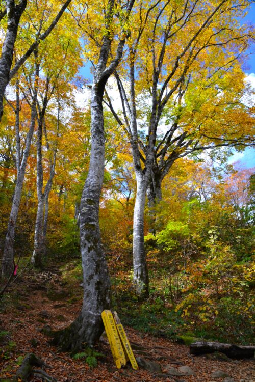 雨飾山のブナ林の紅葉（黄葉）