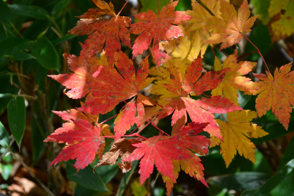 雨飾山の紅葉