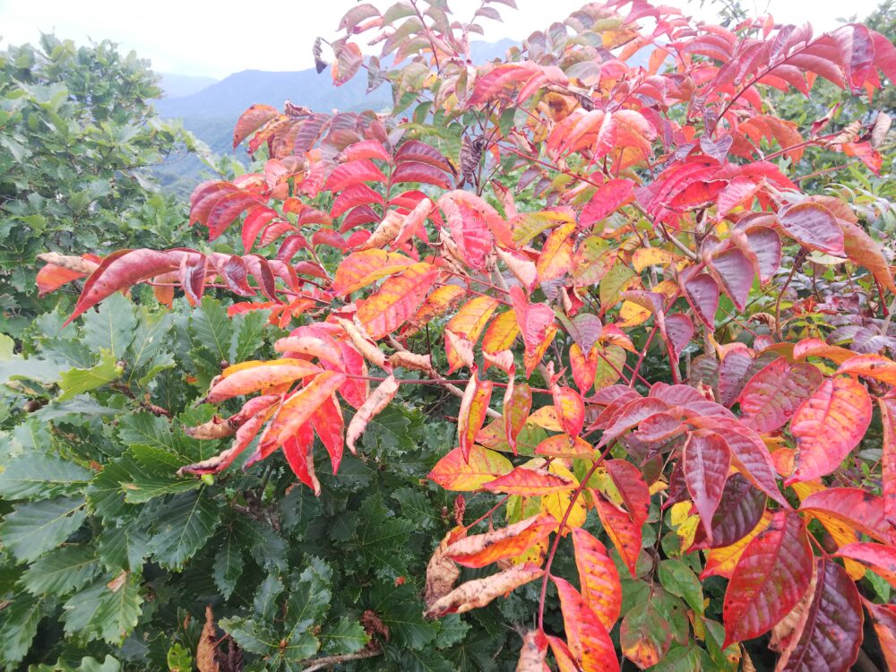 越後駒ヶ岳の紅葉