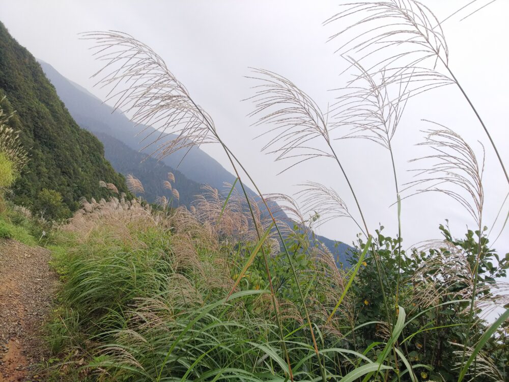 越後駒ヶ岳のすすき