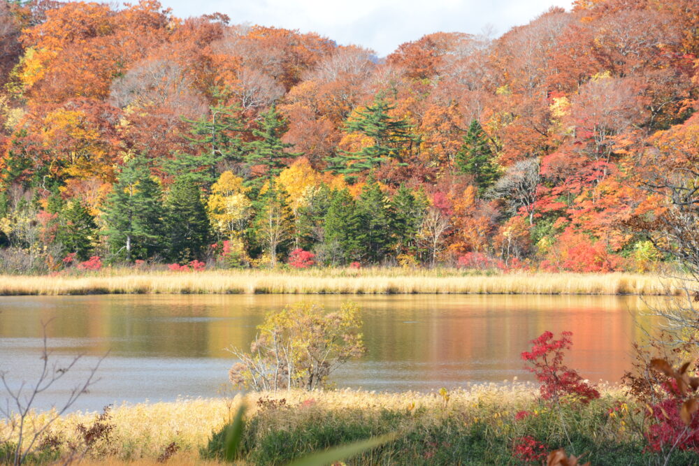 八幡平・大沼の紅葉