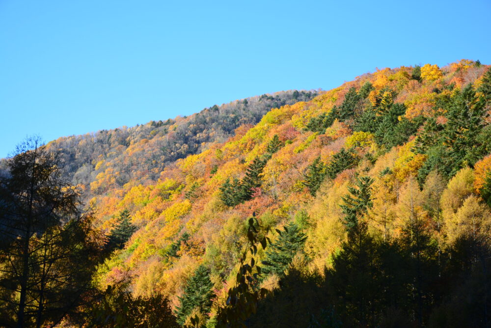 恵那山の広河原登山口へ向かう林道から見た紅葉