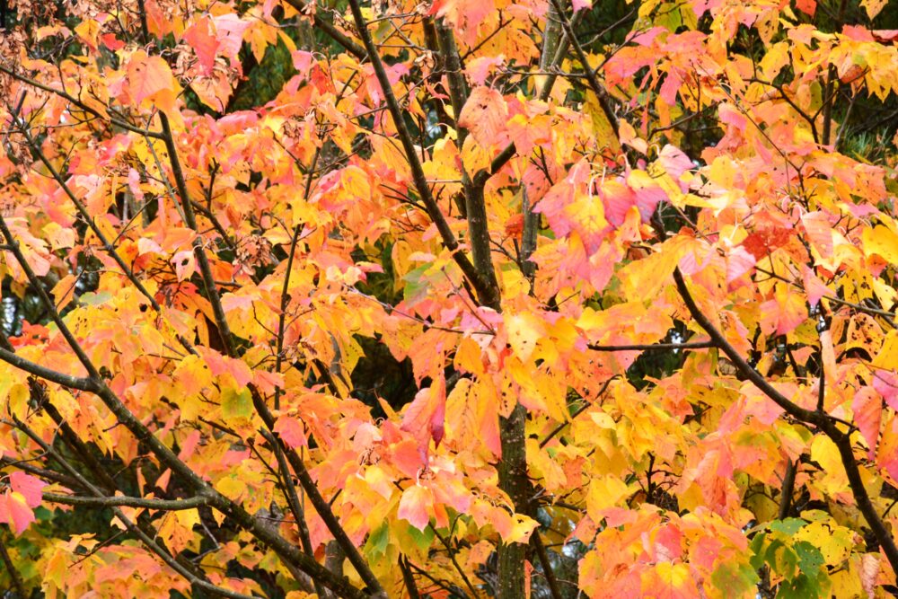 八幡平アスピーテラインの紅葉