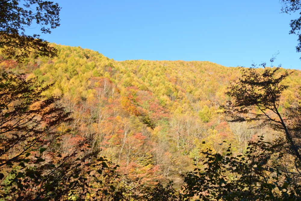 恵那山の広河原登山口へ向かう林道から見た紅葉