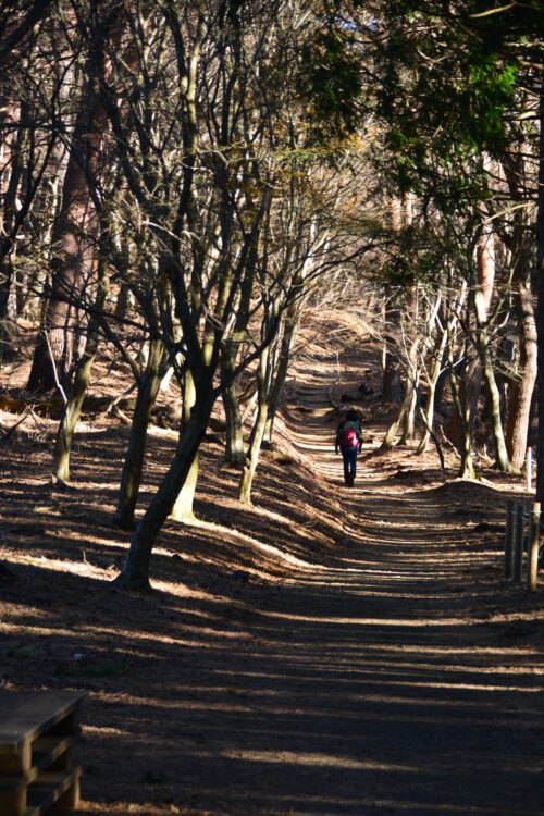 塔ノ岳の登山道