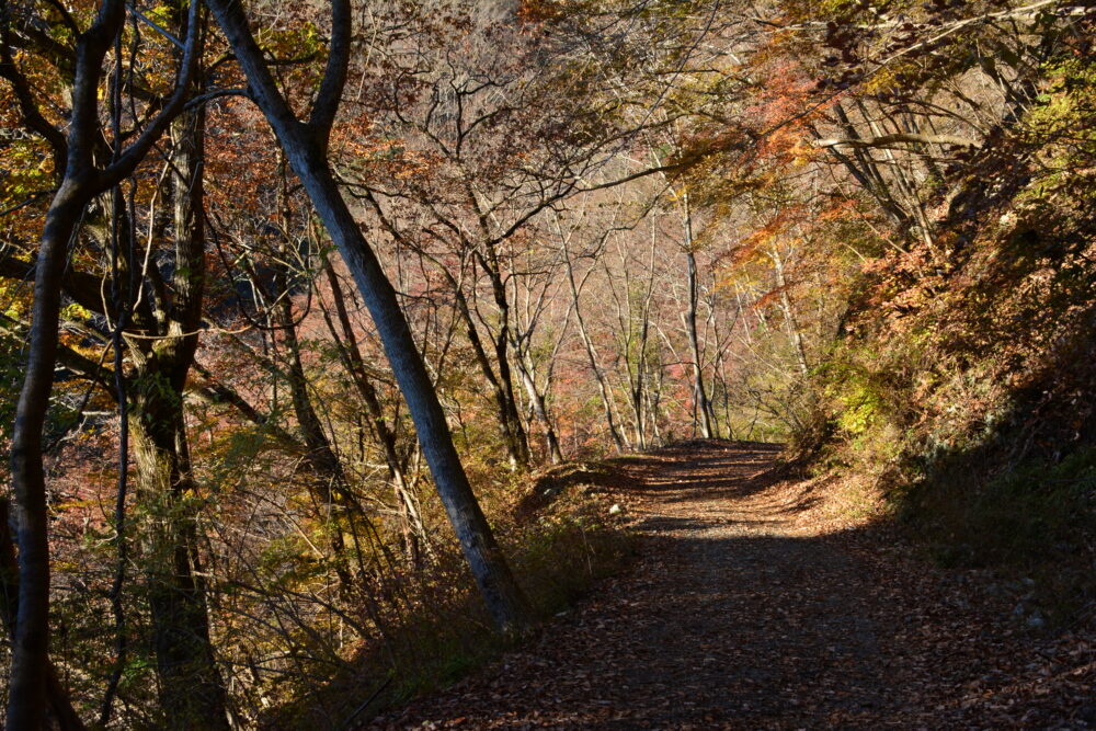 晩秋の鍋割山の登山道