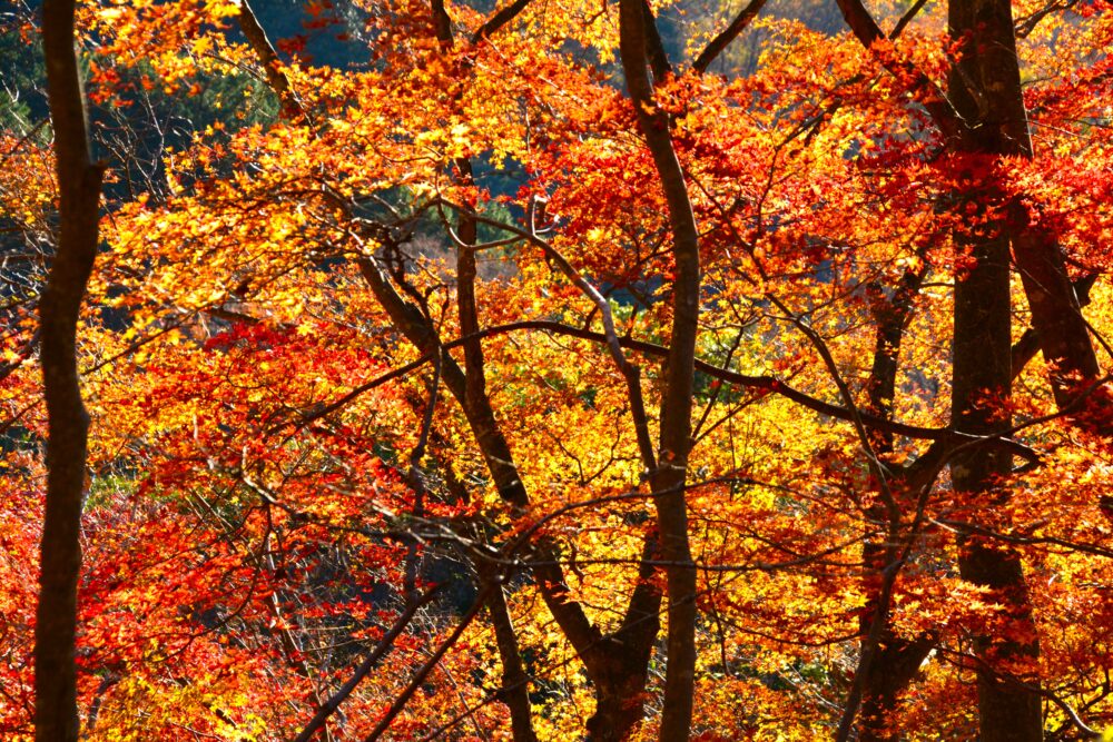 鍋割山の紅葉