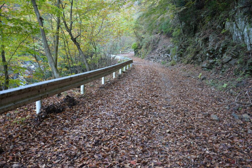 丹沢山の天王寺ルートの林道