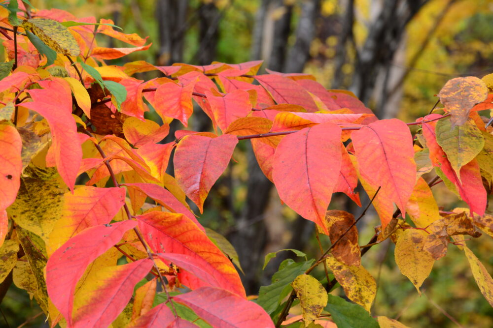 八幡平アスピーテラインの紅葉