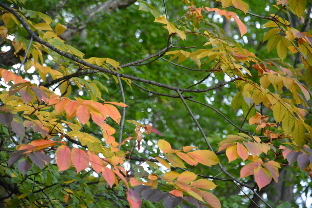 四阿山の紅葉