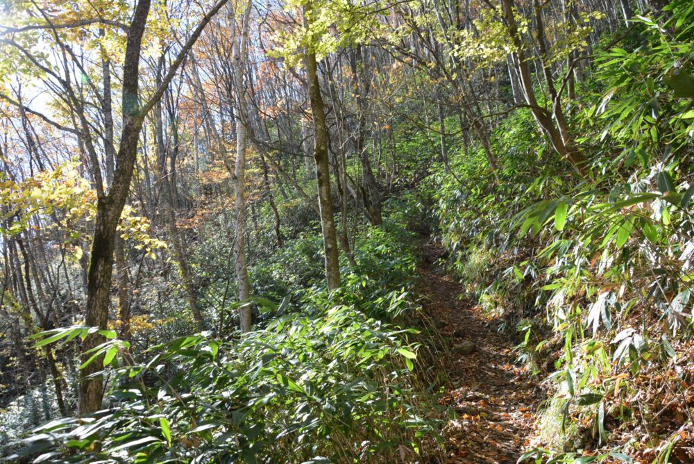 恵那山の登山道