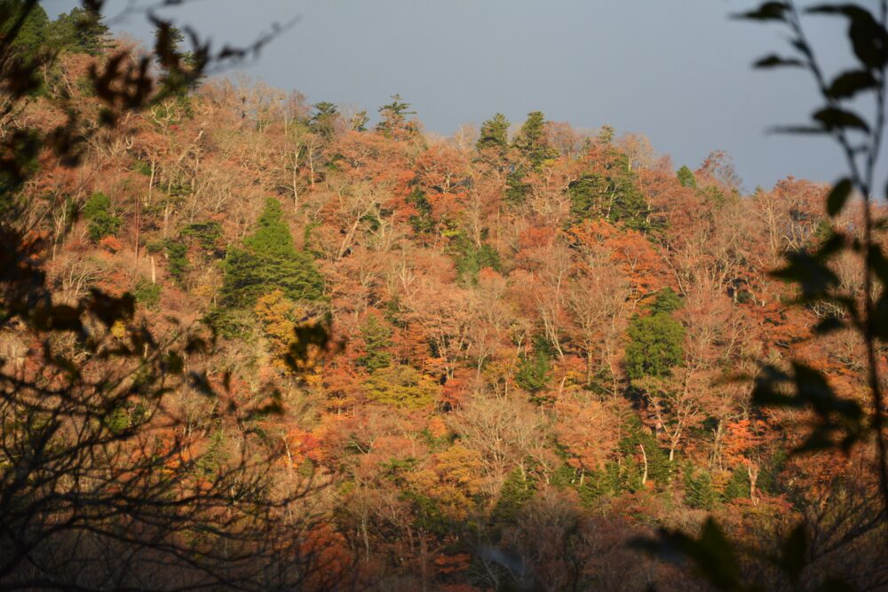 大峯奥駈道の弥山登山口付近の紅葉