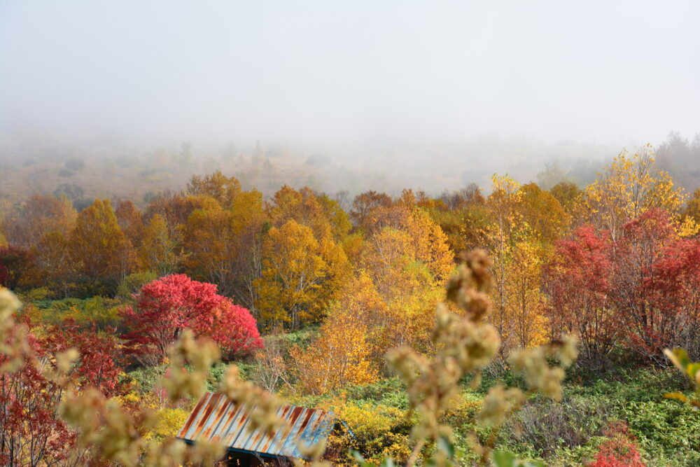 八幡平アスピーテラインの紅葉