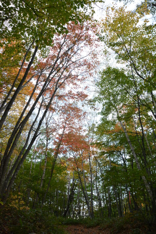 四阿山の紅葉