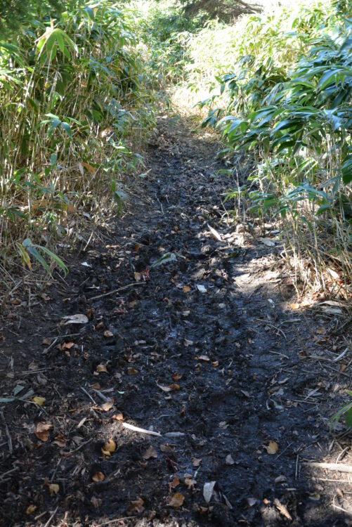 恵那山のぬかるんだ登山道