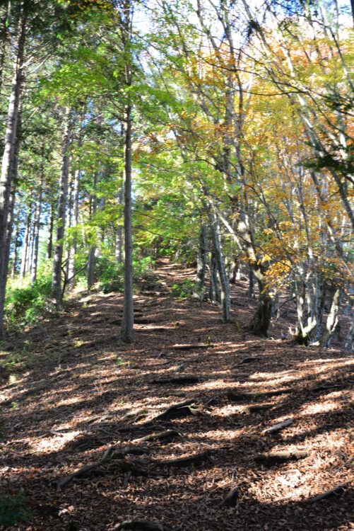 丹沢山・天王寺尾根ルートの落ち葉の積もる尾根