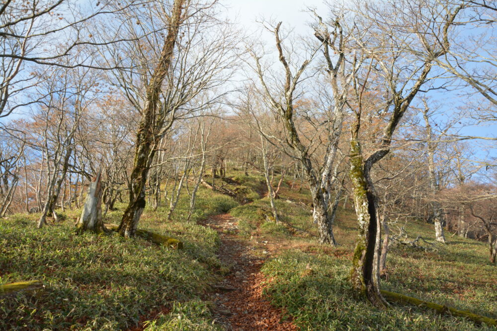 大峰山（弥山・八経ヶ岳）の登山道