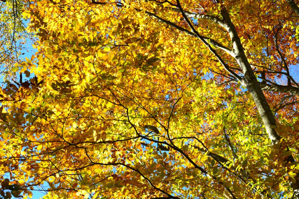 丹沢山・天王寺尾根ルートの紅葉